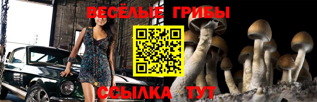 Псилоцибиновые грибы Psilocybe Королёв